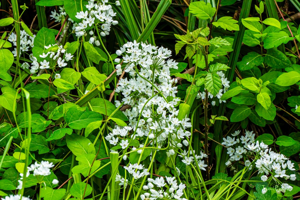 WHITE FLOWERS AND GREEN LEAVES 20240406130233PUB